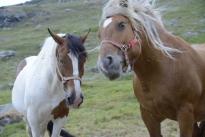 horses Val Thorens