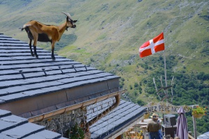 goat on roof Val Thorens
