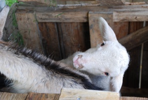 little goat in Val Thorens