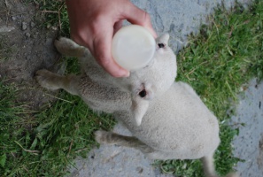 lamb in Val Thorens