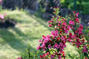 flowering shrub val thorens