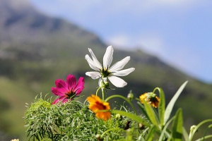 flowers in alpine garden