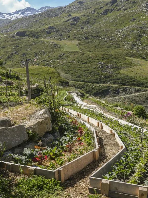 Jardin de Chez Pépé Nicolas du jardin à l'assiette
