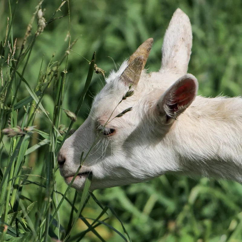 Chez Pépé Nicolas - animaux de la ferme 9