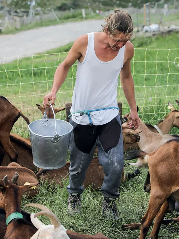 Chez Pépé Nicolas - traite chèvre 4