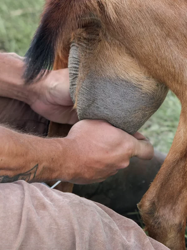 Chez Pépé Nicolas - traite chèvre 7