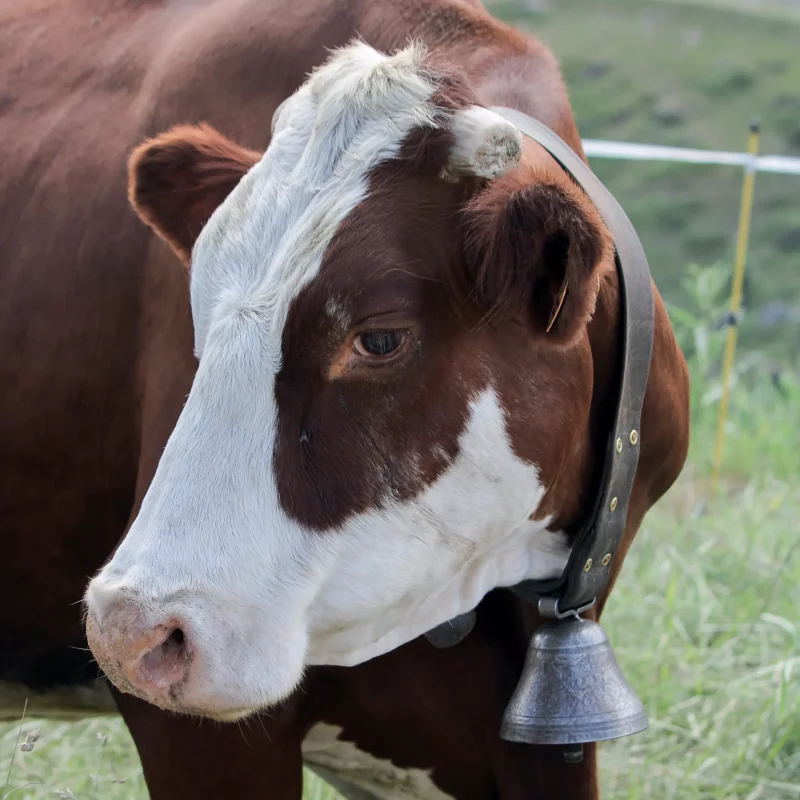 Chez Pépé Nicolas - animaux de la ferme 10